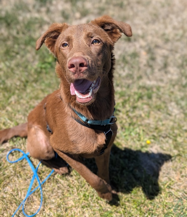 Adopt Cadbury