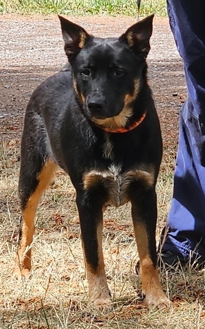 Ryker, an adoptable Cattle Dog, German Shepherd Dog in Thompson Falls, MT, 59873 | Photo Image 2