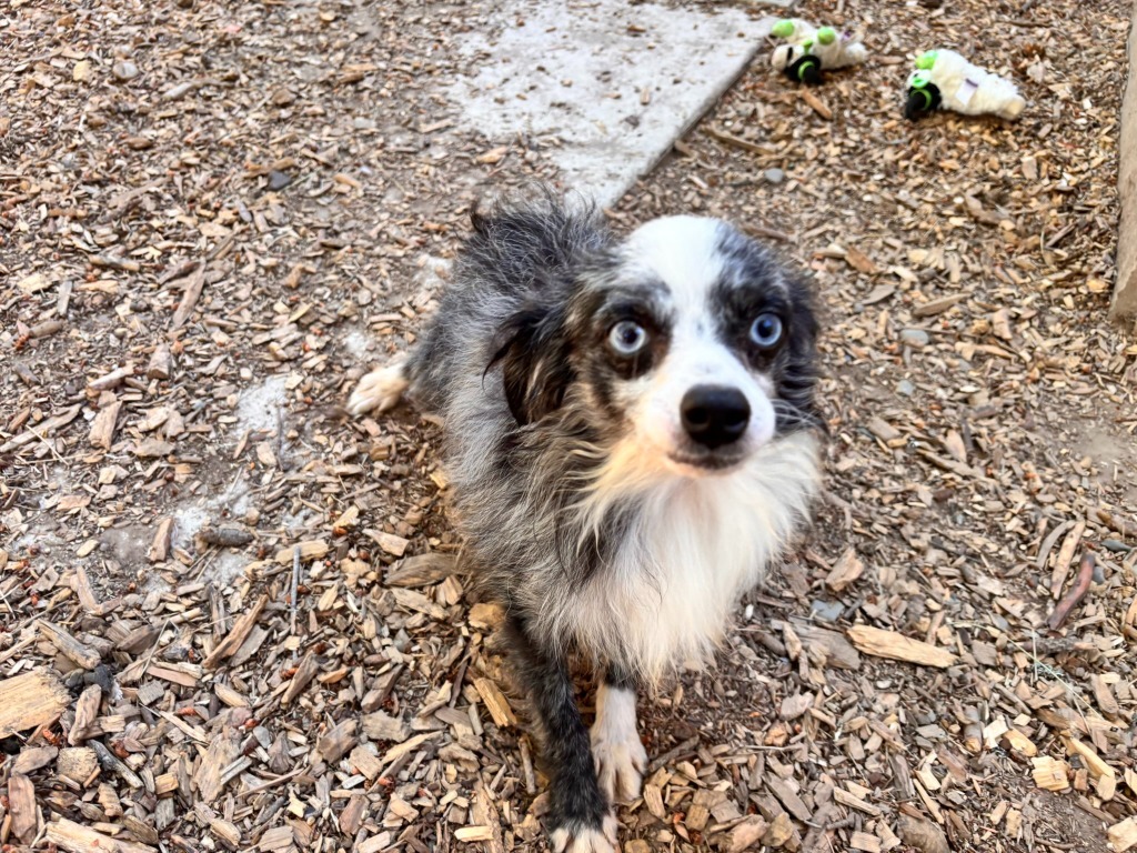 Leroy, an adoptable Papillon, Australian Shepherd in Thompson Falls, MT, 59873 | Photo Image 1