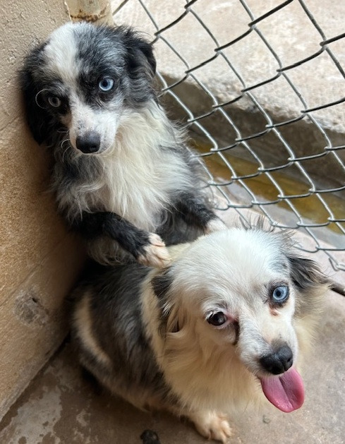 Leroy, an adoptable Papillon, Australian Shepherd in Thompson Falls, MT, 59873 | Photo Image 2