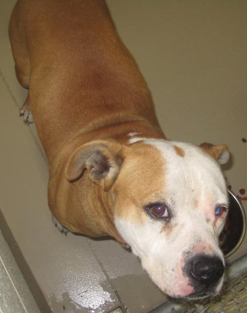 Bruiser