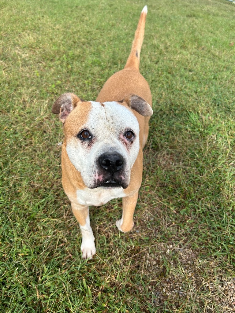 Bruiser
