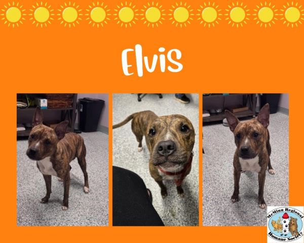 Elvis