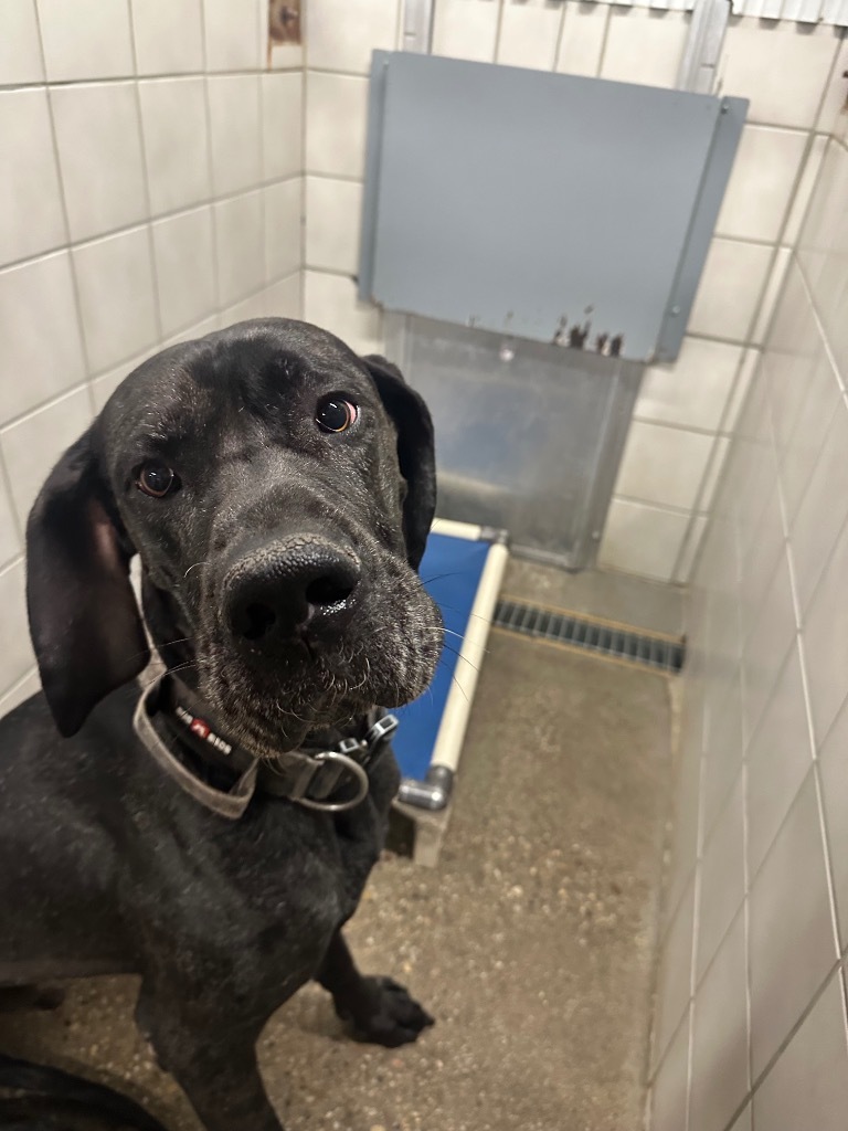 Fergus, an adoptable Great Dane in Rock Springs, WY, 82901 | Photo Image 1