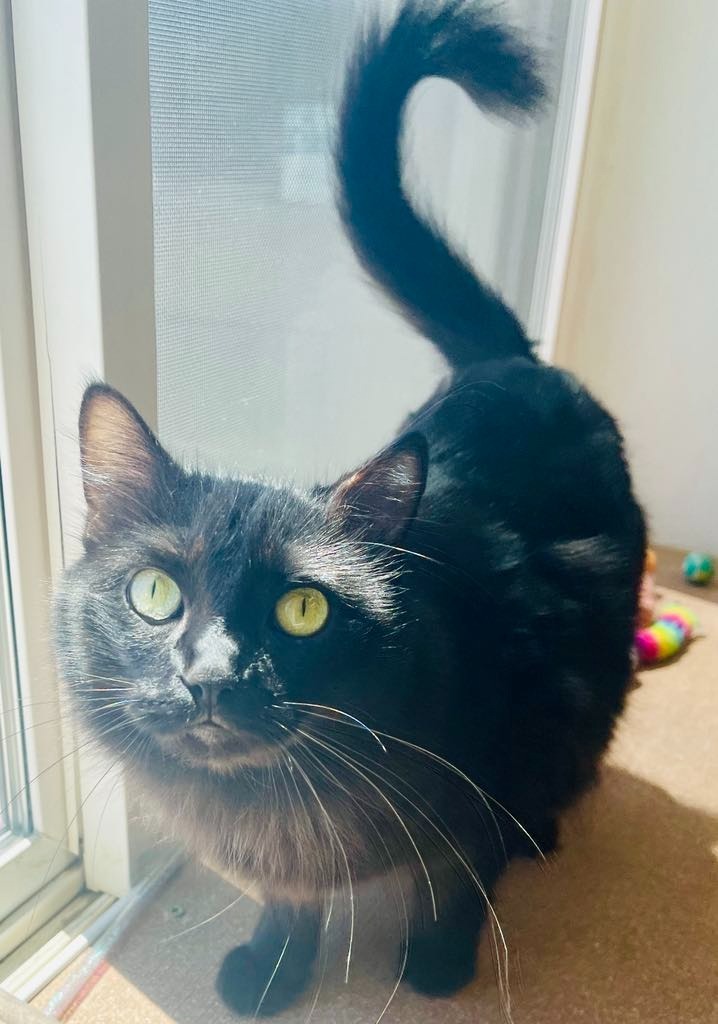 Cinder, an adoptable Domestic Long Hair in Green River, WY, 82935 | Photo Image 1