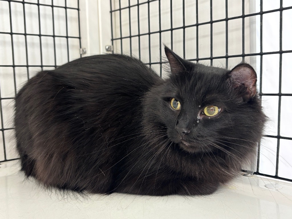 Cinder, an adoptable Domestic Long Hair in Green River, WY, 82935 | Photo Image 2