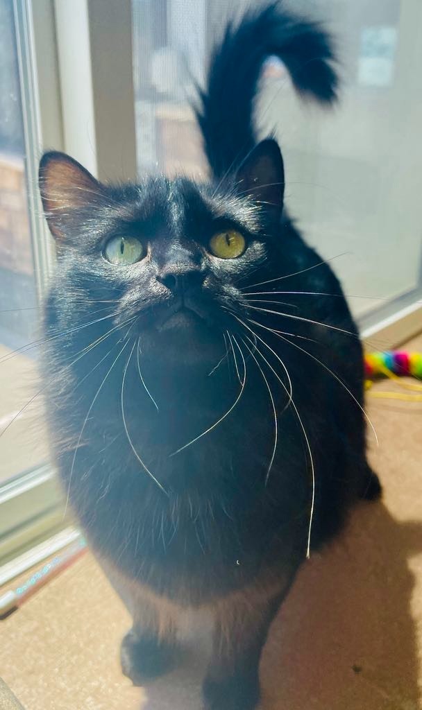 Cinder, an adoptable Domestic Long Hair in Green River, WY, 82935 | Photo Image 3