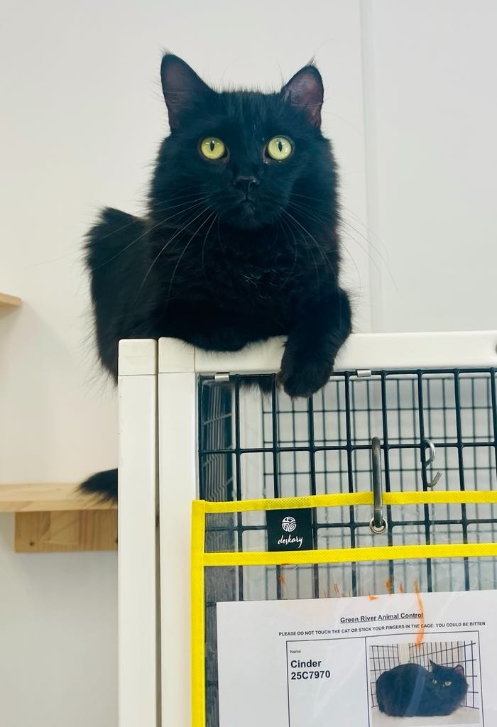 Cinder, an adoptable Domestic Long Hair in Green River, WY, 82935 | Photo Image 4