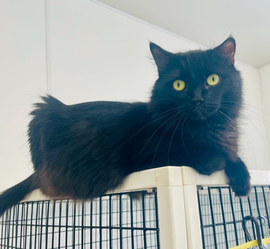 Cinder, an adoptable Domestic Long Hair in Green River, WY, 82935 | Photo Image 5