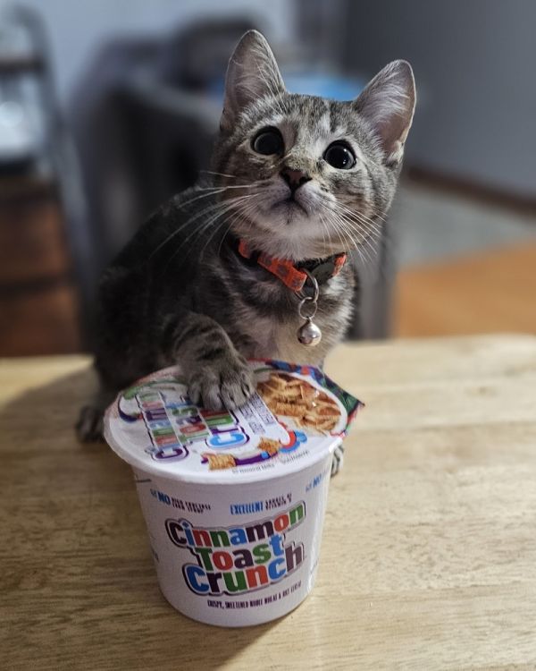 Cinnamon Toast Crunch