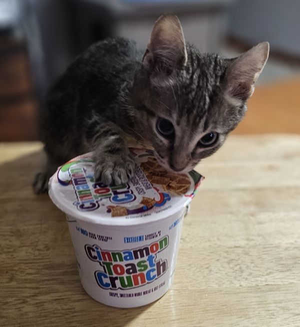 Cinnamon Toast Crunch thumbnail 3