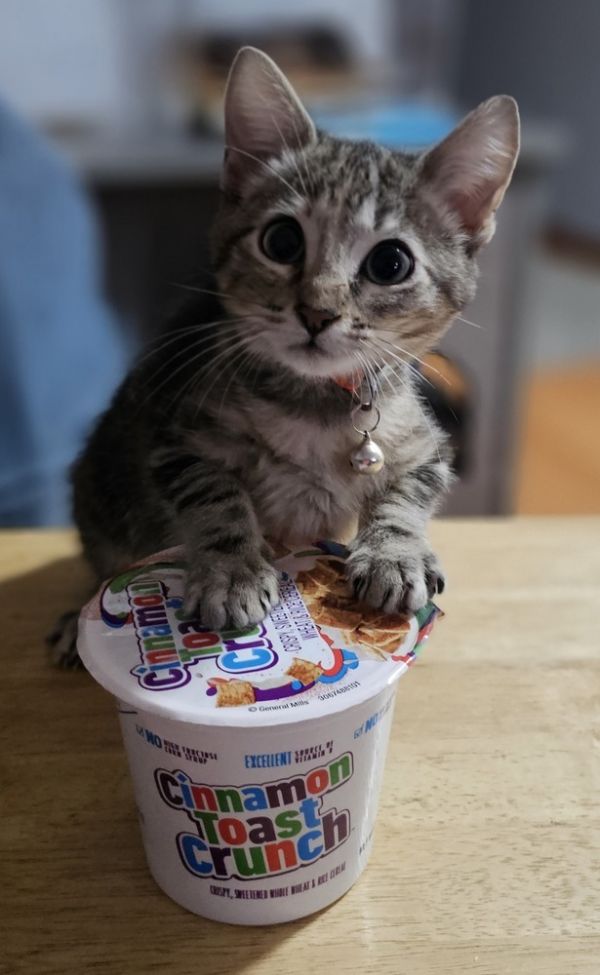 Cinnamon Toast Crunch thumbnail 6