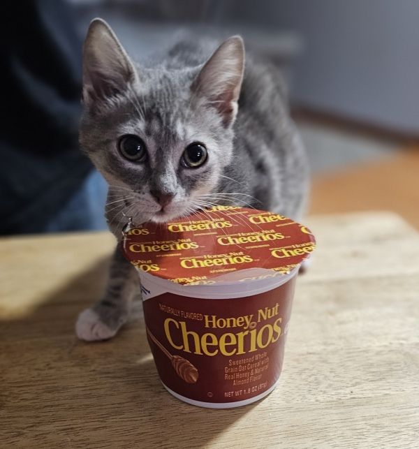 Honey Nut Cheerios thumbnail 2