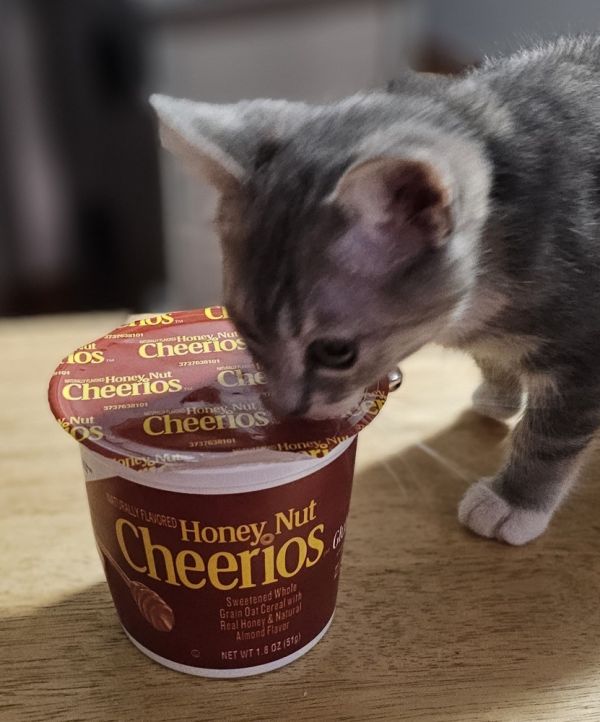 Honey Nut Cheerios thumbnail 3