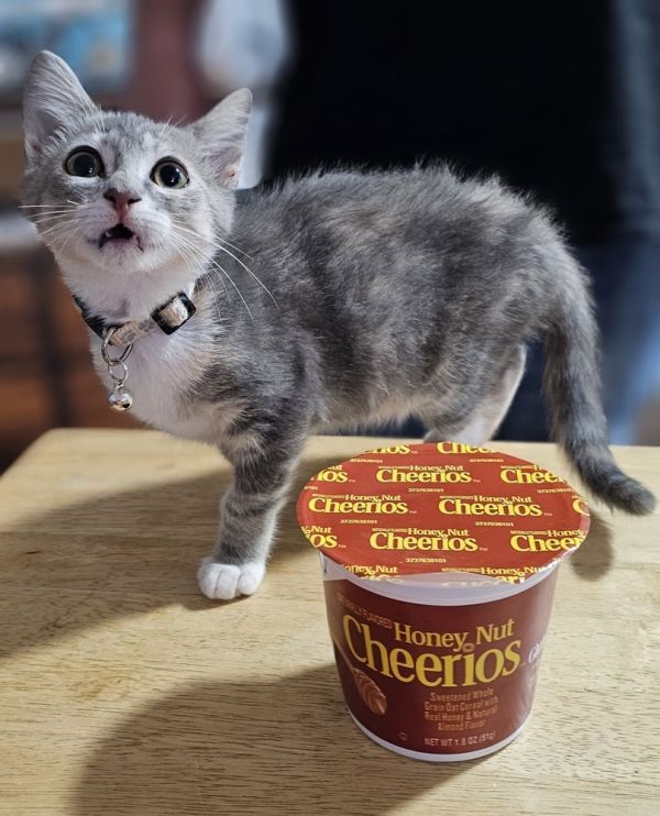 Honey Nut Cheerios thumbnail 4