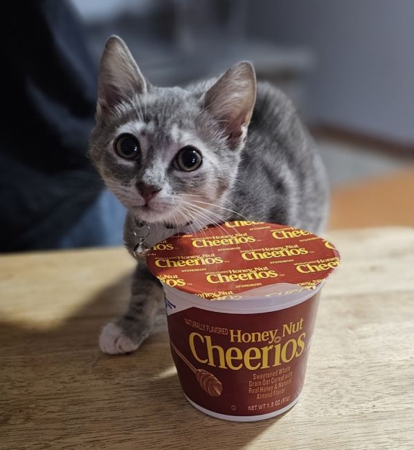 Honey Nut Cheerios thumbnail 5