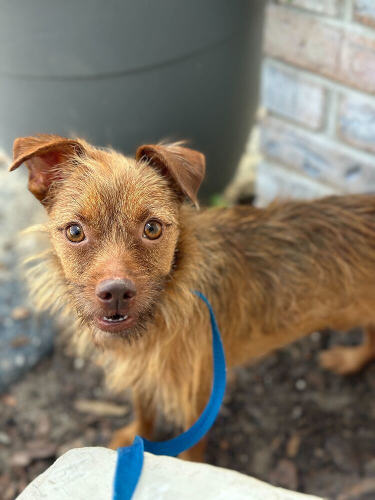 Floki