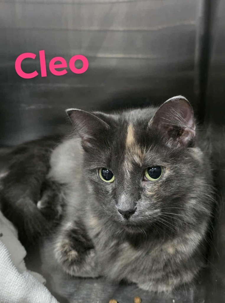 Cleo