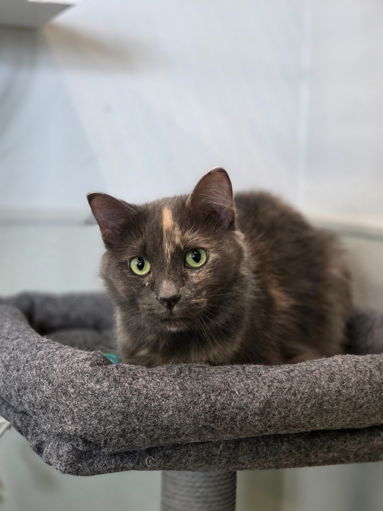 Cleo, an adoptable Domestic Medium Hair in Minot, ND, 58701 | Photo Image 1