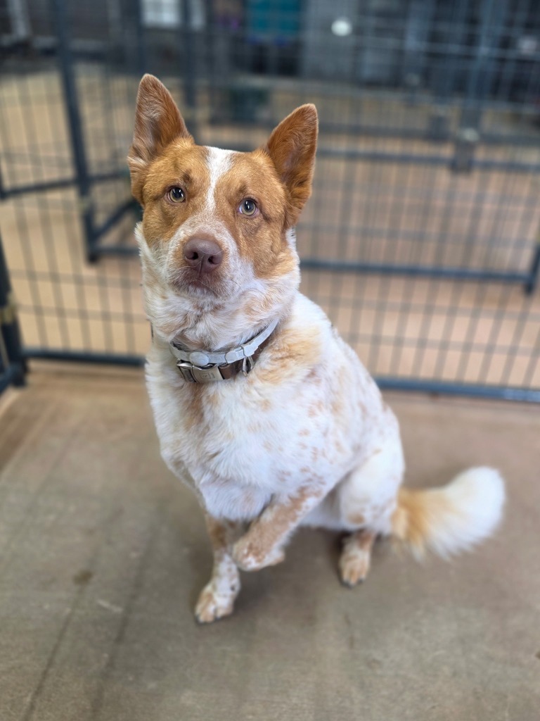 Red, an adoptable Australian Cattle Dog / Blue Heeler in Hot Springs, SD, 57747 | Photo Image 1