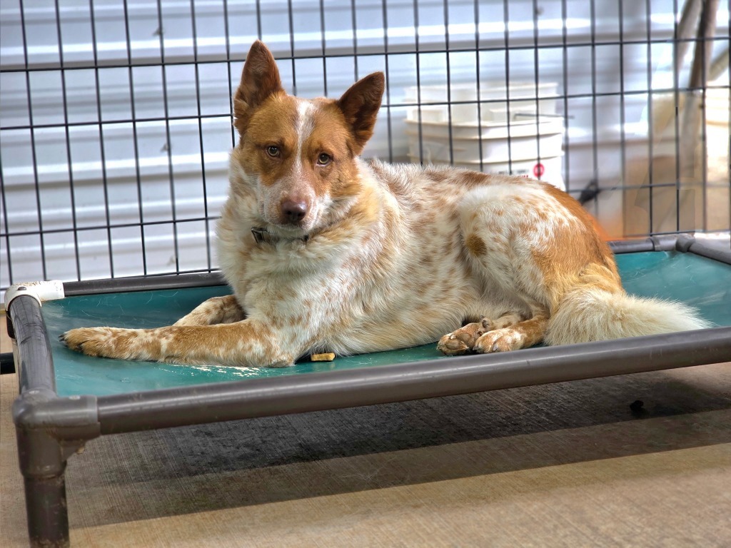 Red, an adoptable Australian Cattle Dog / Blue Heeler in Hot Springs, SD, 57747 | Photo Image 2