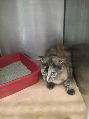 Chunks, Young Female unknown
