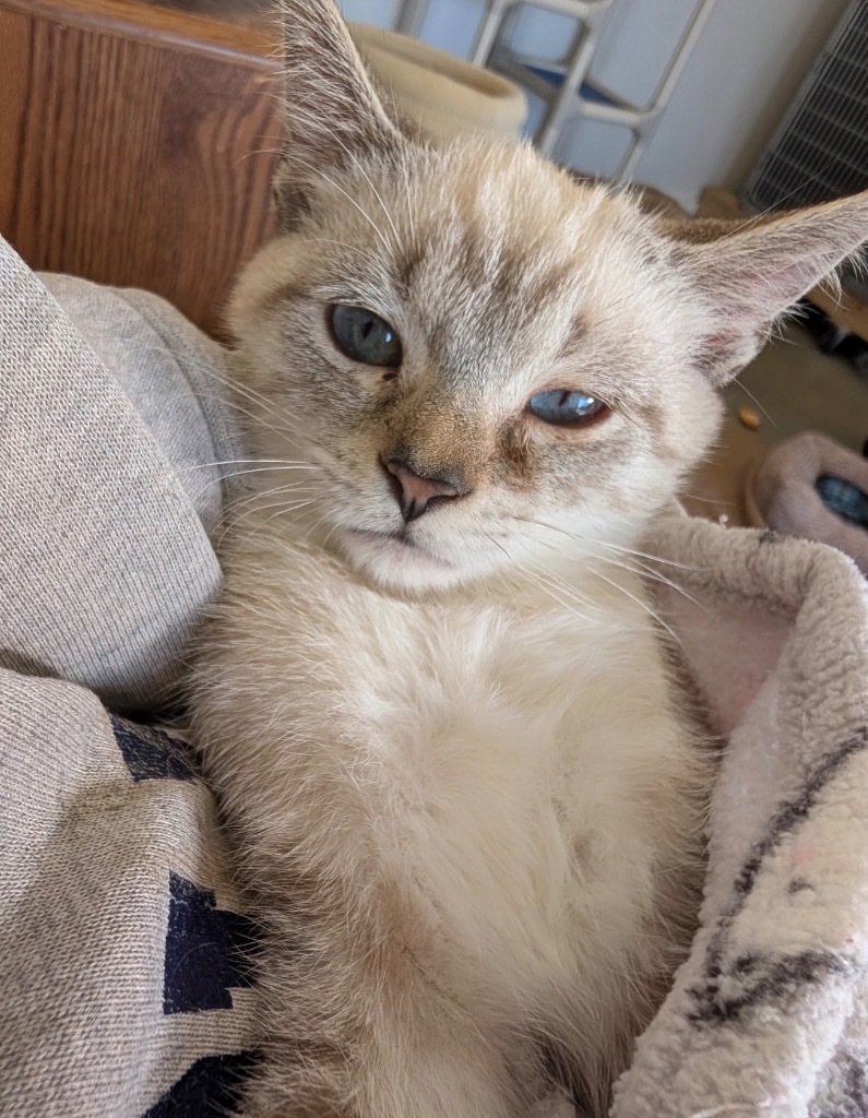 Tempest - MEDICAL HOLD