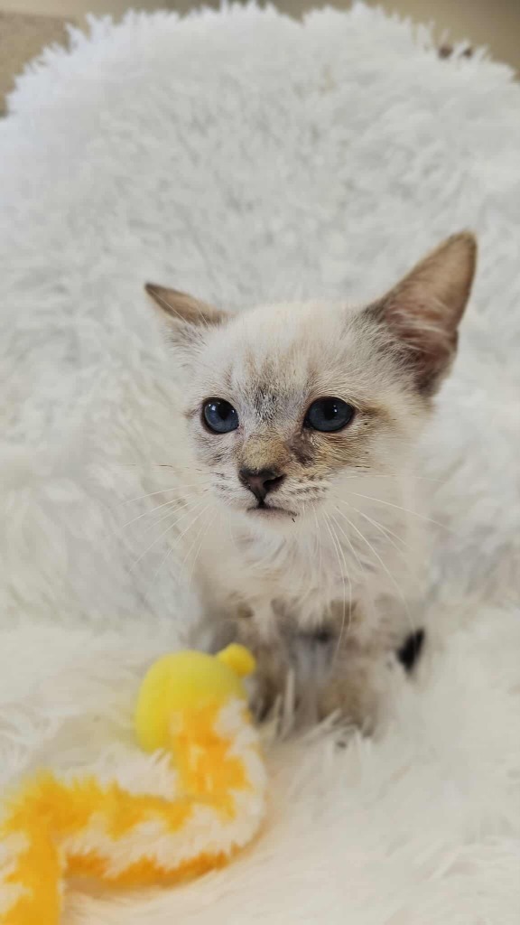 Tempest - MEDICAL HOLD