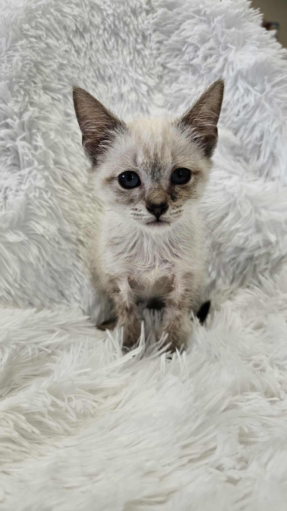 Tempest - MEDICAL HOLD