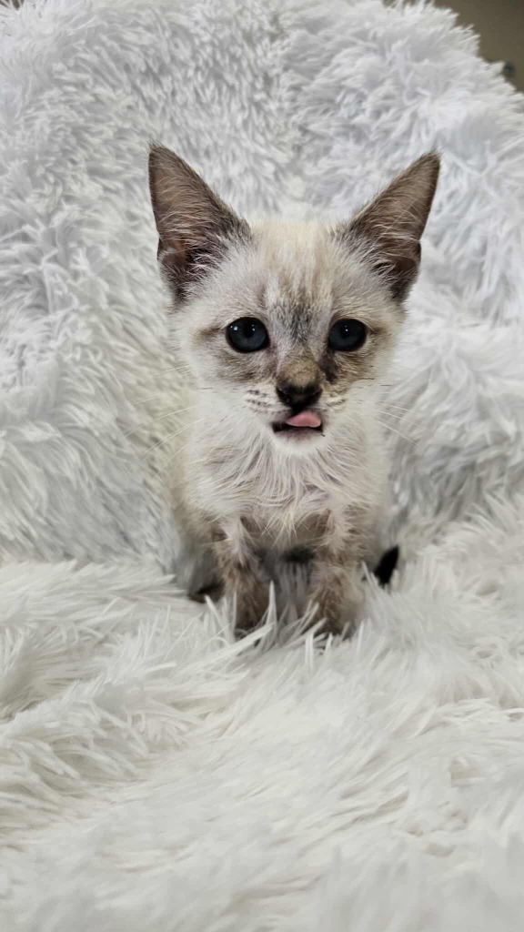 Tempest - MEDICAL HOLD