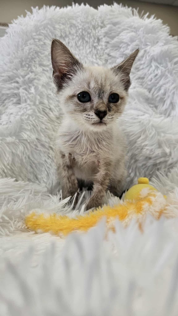 Tempest - MEDICAL HOLD