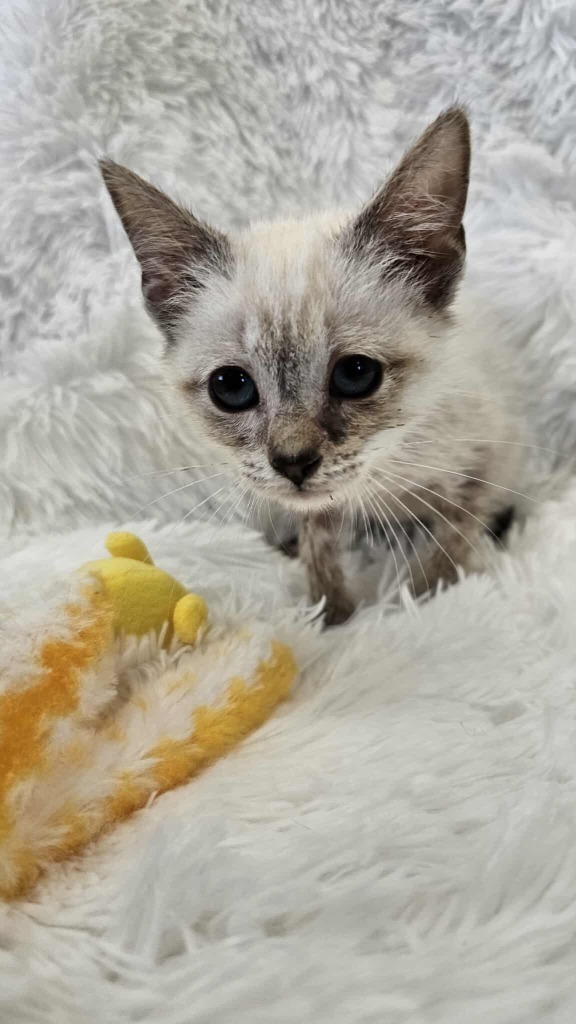 Tempest - MEDICAL HOLD