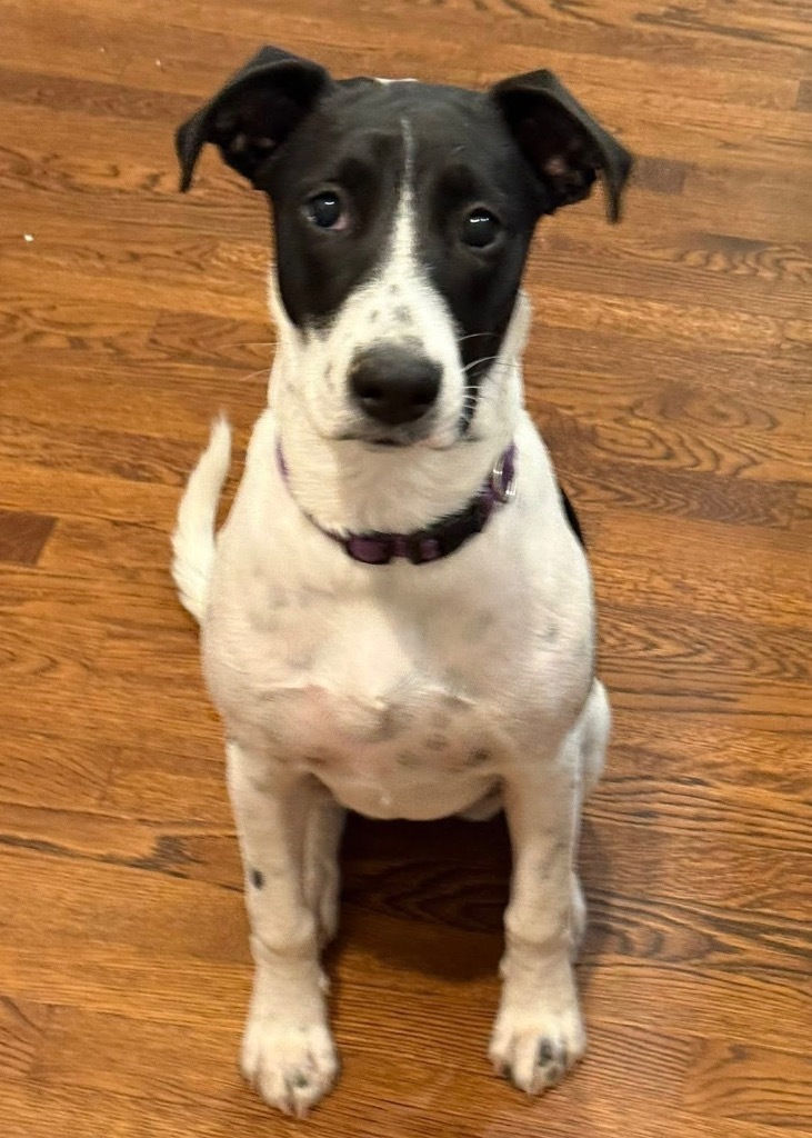 Pepper