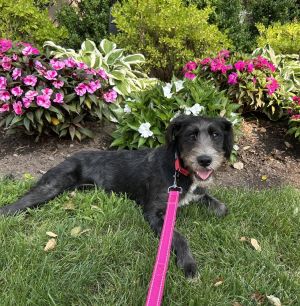 AAD New Arrival! Lilo - 25179, Adult Female unknown