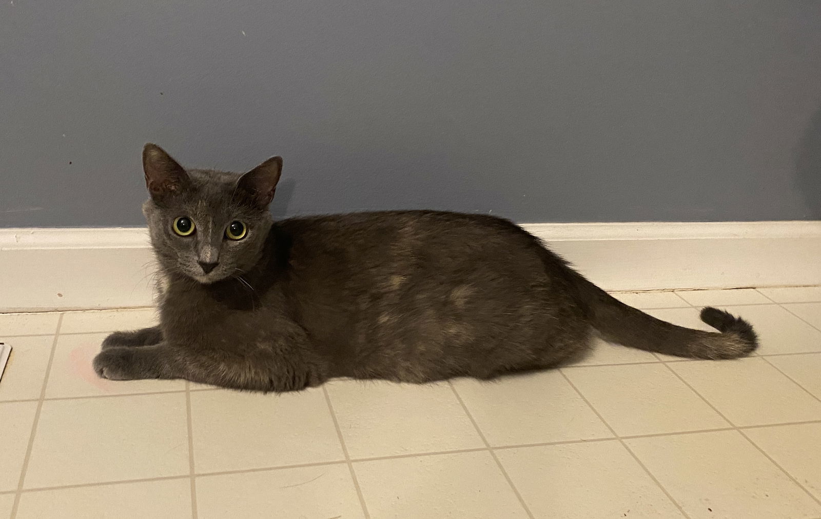 Azalea - Must Apply in Person