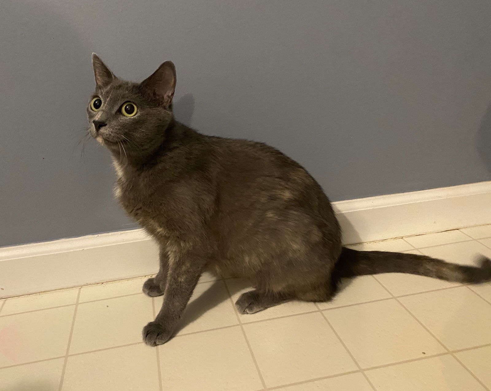 Azalea - Must Apply in Person