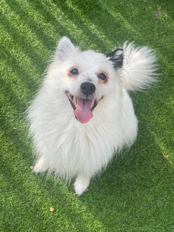Domino *Adopt or Foster*, an adoptable Spitz in Fairfax, VA, 22038 | Photo Image 1