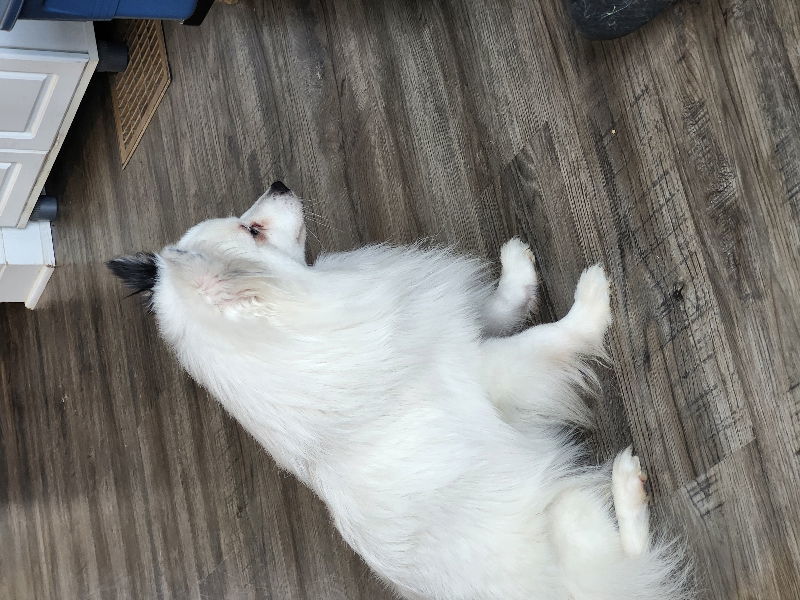 Domino *Adopt or Foster*, an adoptable Spitz in Fairfax, VA, 22038 | Photo Image 2