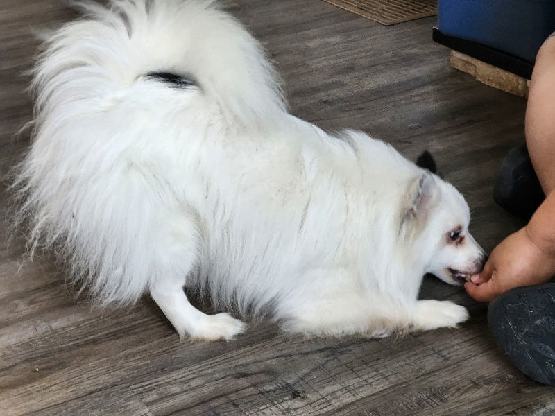 Domino *Adopt or Foster*, an adoptable Spitz in Fairfax, VA, 22038 | Photo Image 3