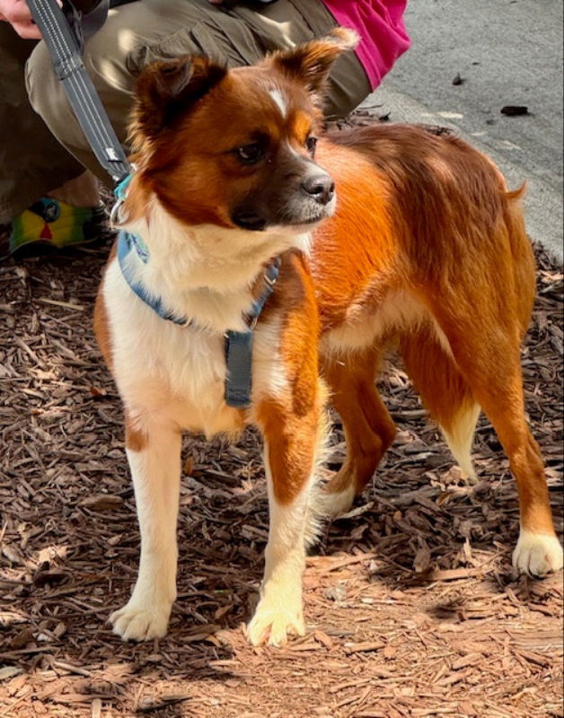 Maverick *Adopt or Foster*