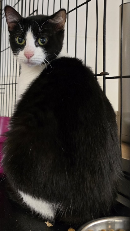 MaMa, an adoptable Ragdoll, Domestic Short Hair in Anderson, IN, 46011 | Photo Image 1