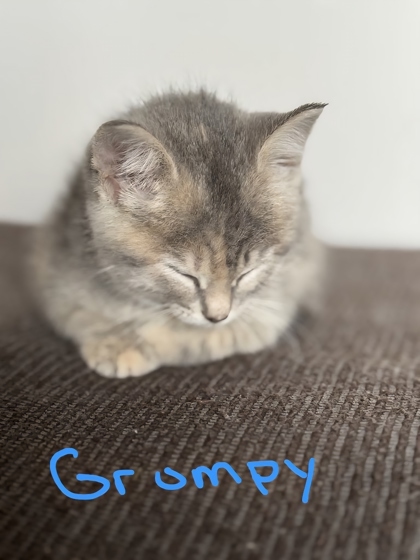 Grumpy
