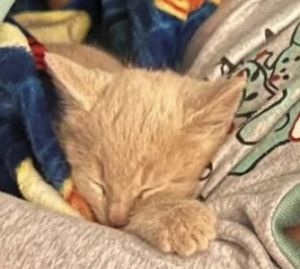 Pickle, Baby Male unknown