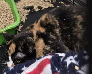 Peaches, Adult Female unknown