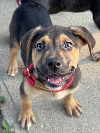 Drako