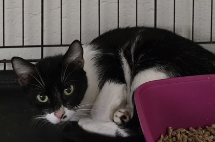 Poka, an adoptable Ragdoll, Domestic Short Hair in Anderson, IN, 46011 | Photo Image 1