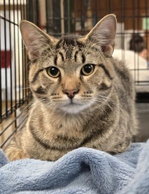 Stitch, Adult Male unknown