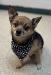 Teddy photo 1