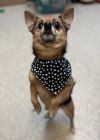 Teddy photo 3