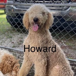 Howard, Adult Male unknown